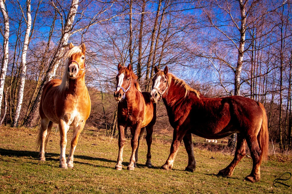 Apartmán Bezděkovský mlýn - Rohozná