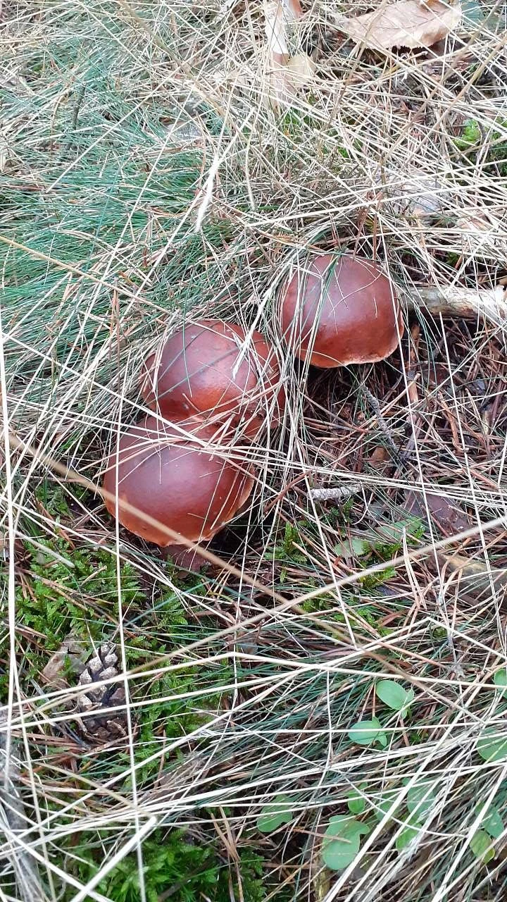 Chata pod Trolím vrchem - Prostřední Lhota