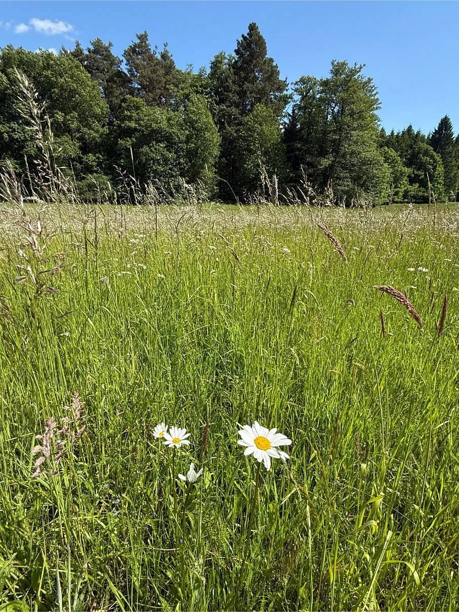 Posed V remízu - Nová Ves