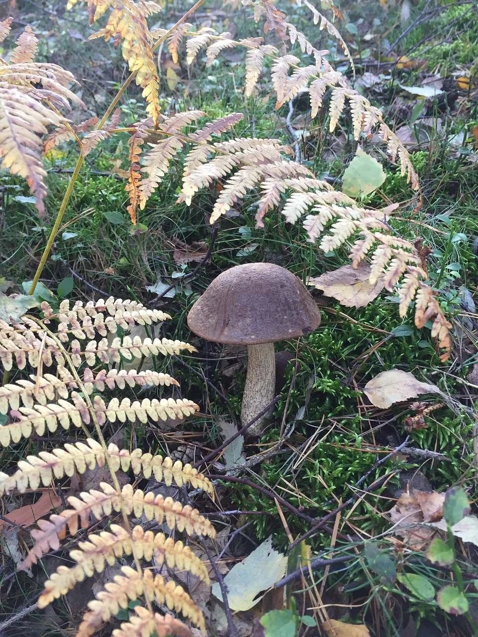 SG chaloupka Kubík – Mlázovice – Český ráj