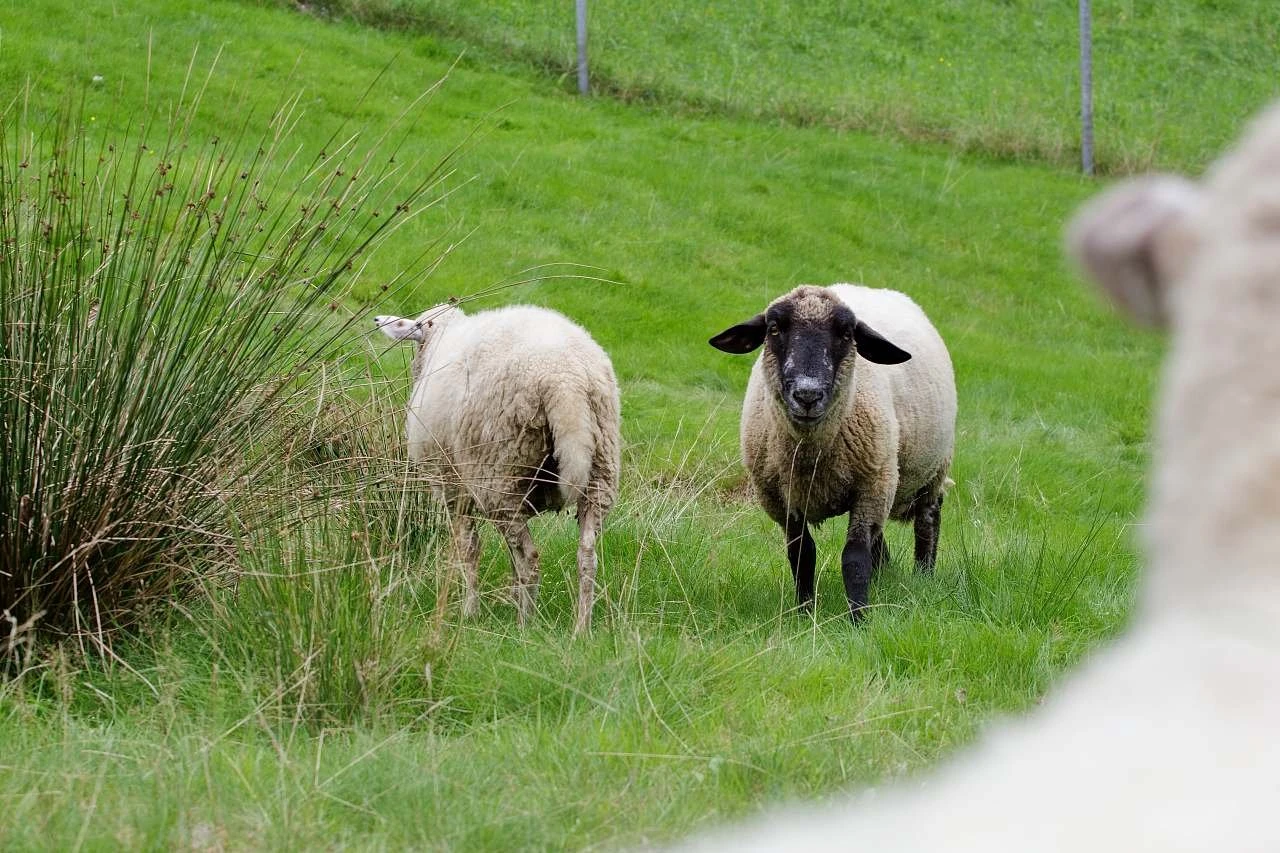 Chalupa pod Prašivou - Vyšní Lhoty