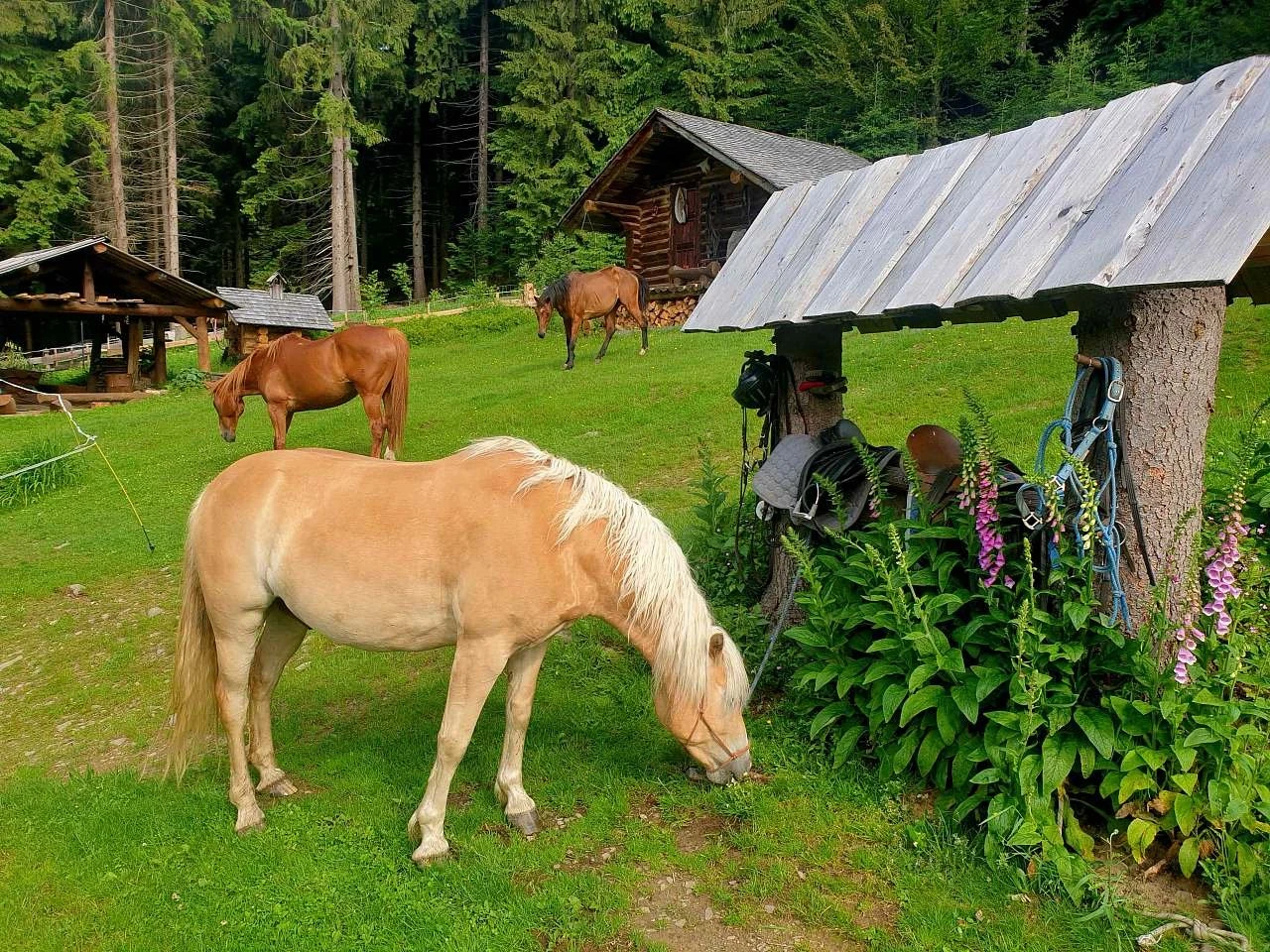 Penzion na Polani - Morávka