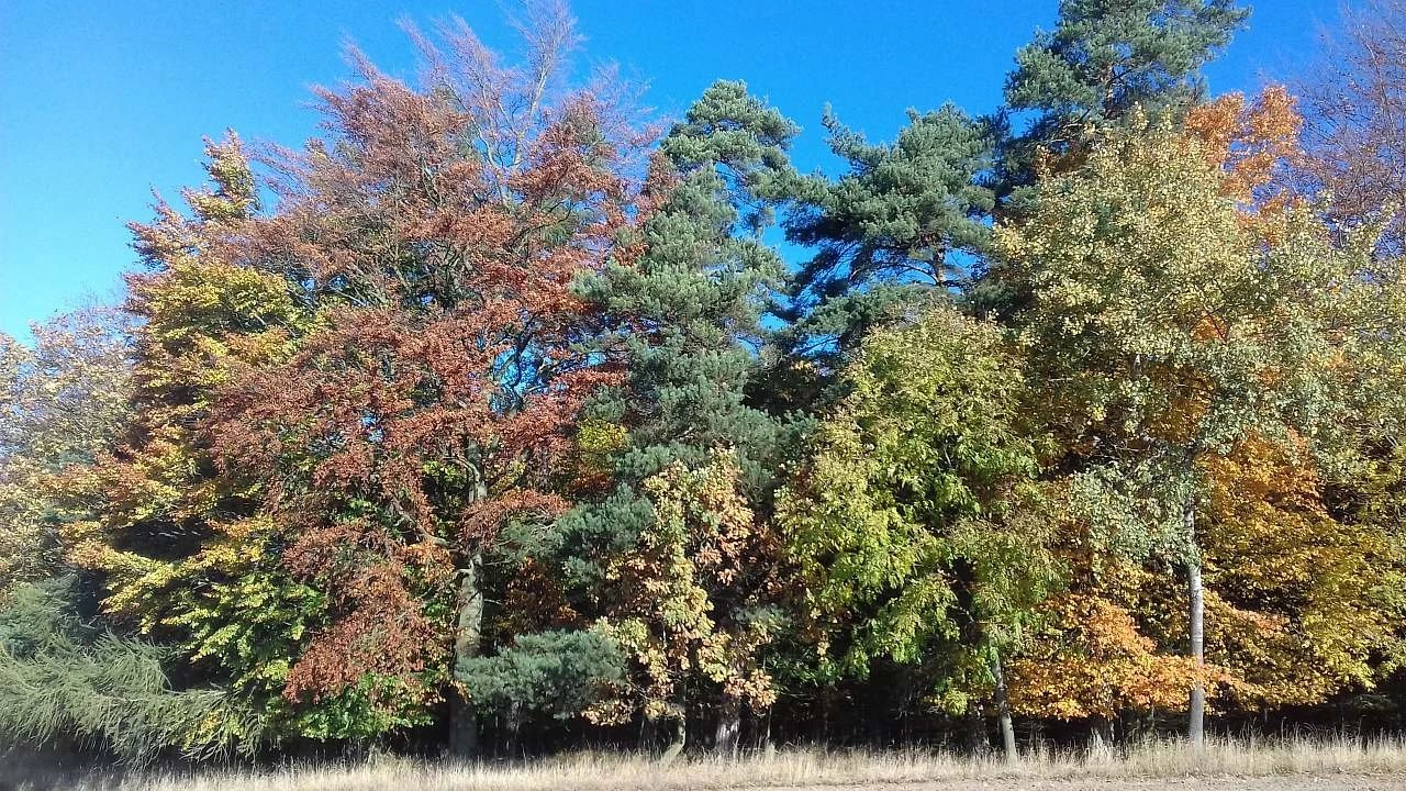 Chata - Havlíčkova Borová